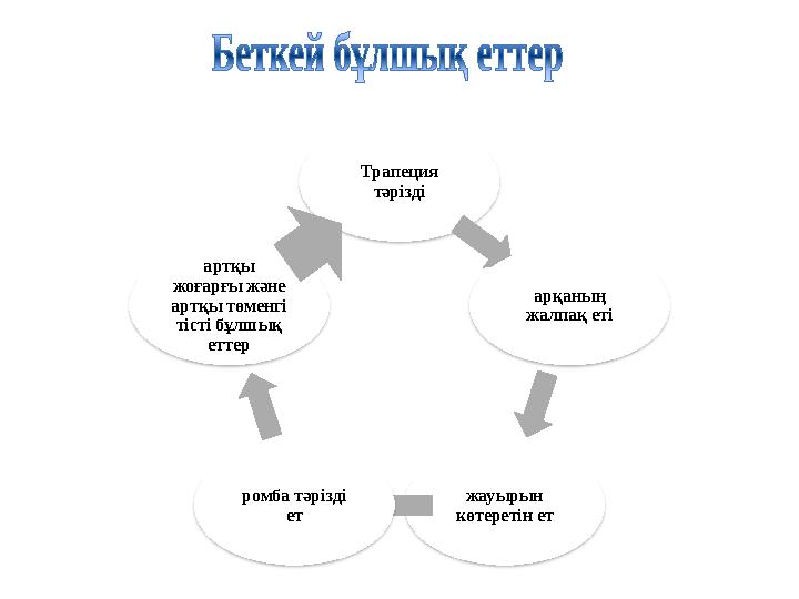 Трапеция тәрізді арқаның жалпақ еті жауырын көтеретін етромба тәрізді етартқы жоғарғы және артқы төменгі тісті бұлшық ет