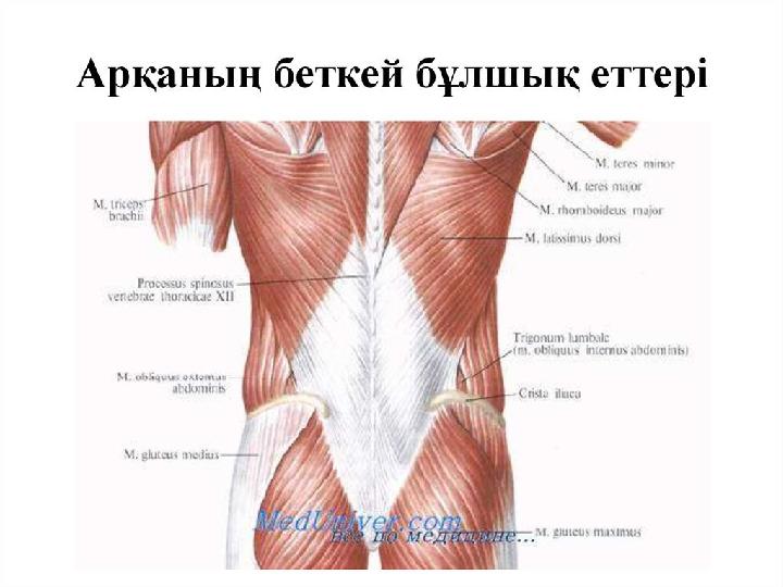 Жігіттің секс фотосы