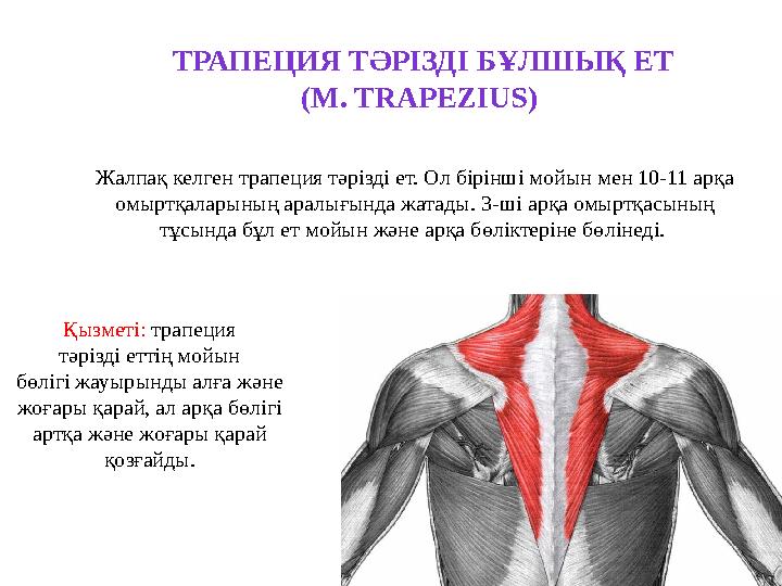 Жалпақ келген трапеция тәрізді ет. Ол бірінші мойын мен 10-11 арқа омыртқаларының аралығында жатады. 3-ші арқа омыртқасының тұ