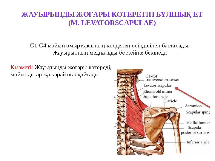 Бір жігіт бананмен жұлқылап жатыр