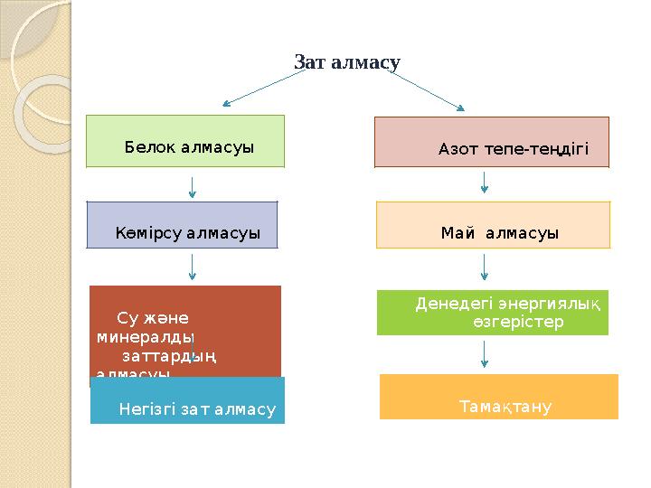 Зат алмасу Белок алмасуы Азот тепе - теңдігі Көмірсу алмасуы Май алмас