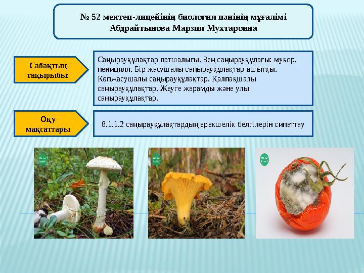 Мен көйлектен келдім