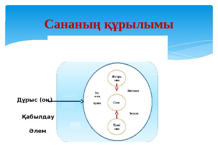 Сананы ң құрылымы Дұрыс ( о ң ) Қабылдау Әлем