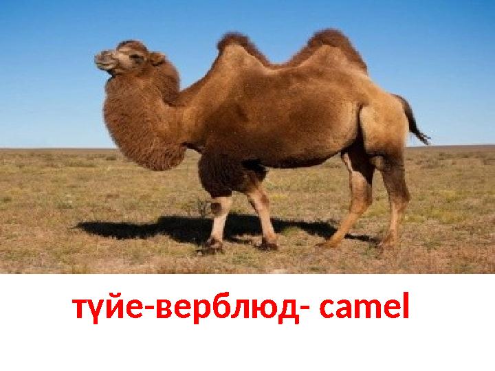 түйе-верблюд- camel