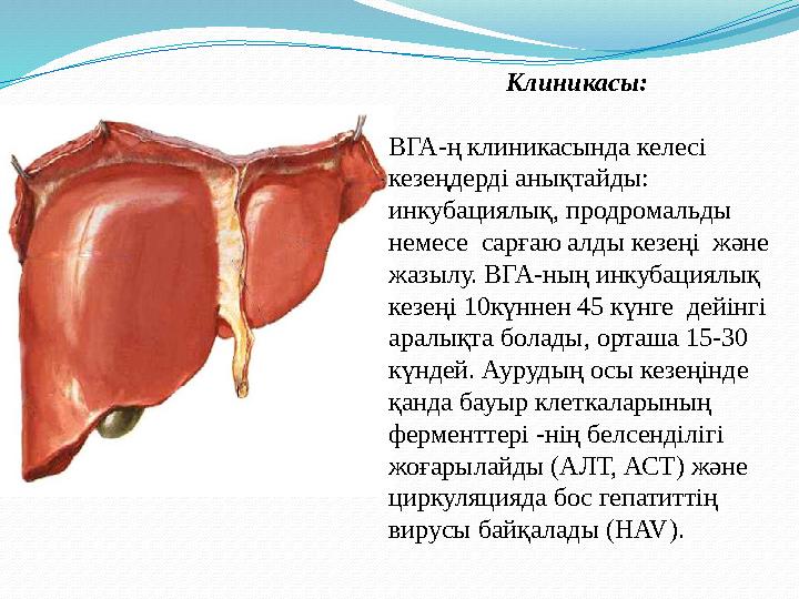 Клиникасы: ВГА-ң клиникасында келесі кезеңдерді анықтайды: инкубациялық, продромальды немесе сарғаю алды кезеңі және жазы