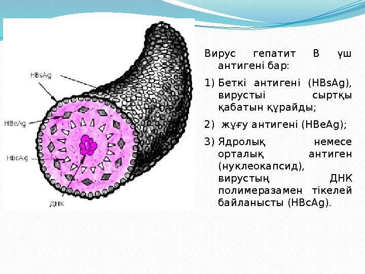 Вирус гепатит В үш антигені бар: 1) Беткі антигені (HBsAg), вирустыі сыртқы қабатын құрайды; 2) жұғу антигені (HBeA