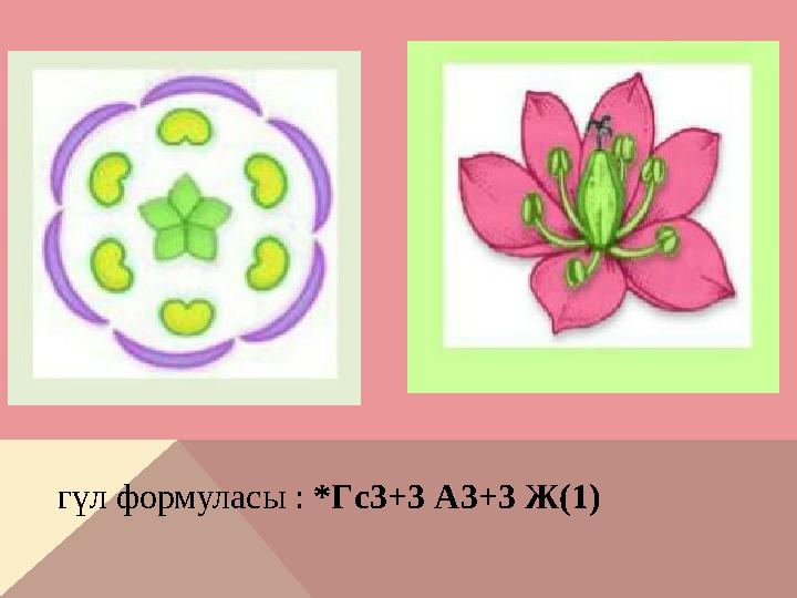 гүл формуласы : *Гс3+3 А3+3 Ж(1)