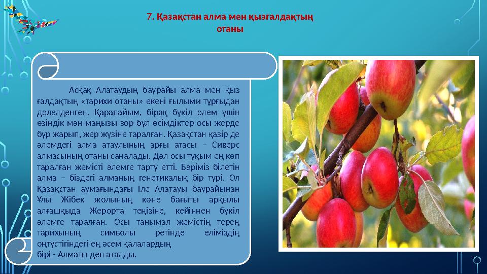 7. Қазақстан алма мен қызғалдақтың отаны Асқақ Алатаудың баурайы алма мен қыз ғалдақтың «тарихи отаны» е