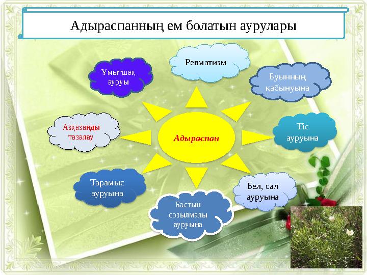 Адыраспанның ем болатын аурулары Адыраспан Ревматизм Ұмытшақ ауруы Азқазанды тазалау Буынның қабынуына Тіс ауруына Бел,