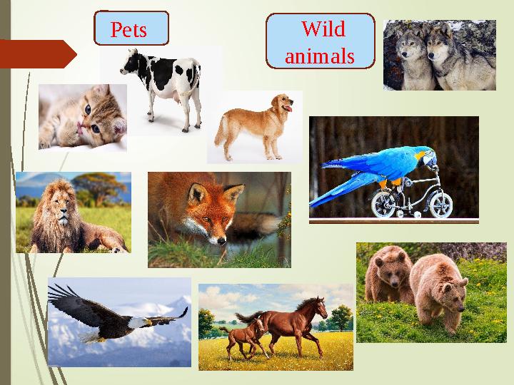 Pets Wild animals