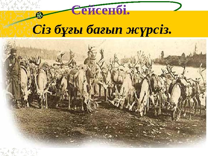 Сейсенбі. Сіз бұғы бағып жүрсіз.