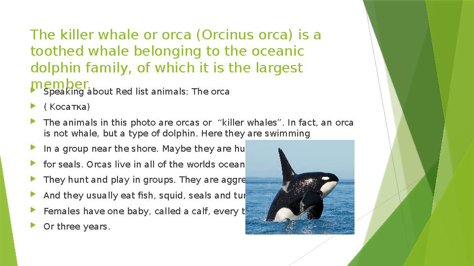 The killer whale or orca (Orcinus orca) is a toothed whale belonging to the oceanic dolphin family, of which it is the largest