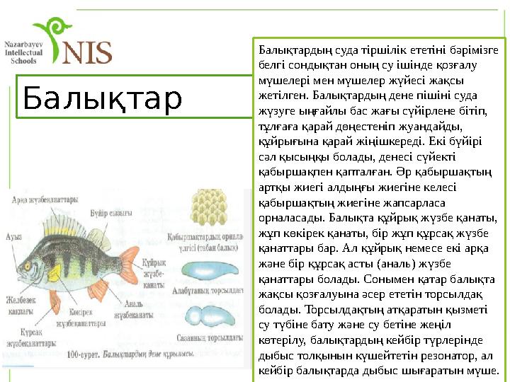 Балықтар Балықтардың суда тіршілік ететіні бәрімізге белгі сондықтан оның су ішінде қозғалу мүшелері мен мүшелер жүйесі жақсы