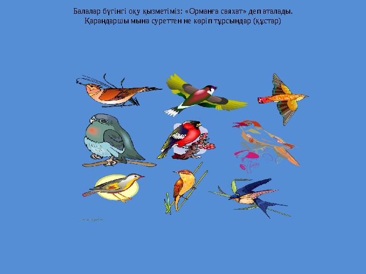 Балалар бүгінгі оқу қызметіміз: « Орманға саяхат » деп аталады. Қараңдаршы мына суреттен не көріп тұрсындар (құстар)