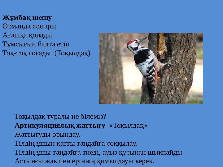 Жұмбақ шешу Орманда жоғары Ағашқа қонады Тұмсығын балта етіп Тоқ-тоқ соғады (Тоқылдақ) Тоқылдақ туралы не білеміз? Артикуляция