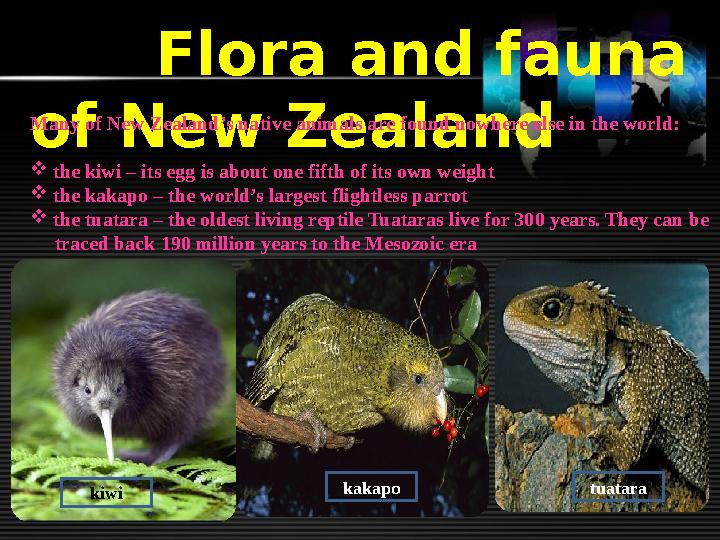Flora and fauna of New Zealand Many of New Zealand’s native animals are found nowhere else in the world:  the kiwi –