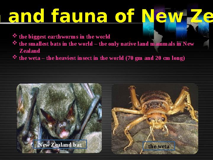 Flora and fauna of New Zealand  the biggest earthworms in the world  the smallest bats in the world – the only native la