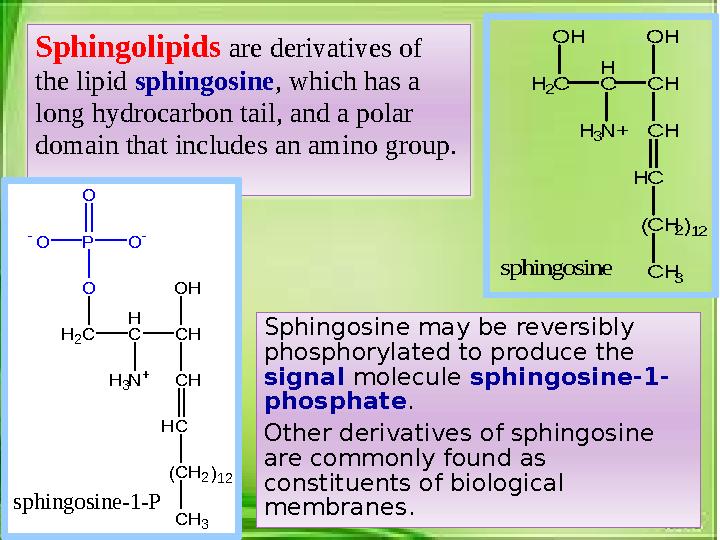 H 2C H C O H C H N + C H C C H 2 C H 3 H H 3 O H ( )12 sphingosineSphingosine may be reversibly phosphorylated