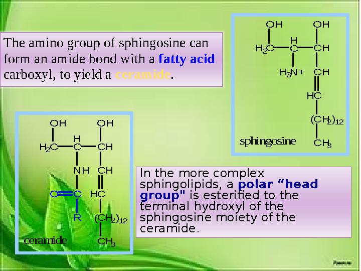 H 2C H C O H C H N H C H C C H 2 C H 3 H O H ( )12 C R O ceramide H 2C H C O H C H N + C H C C H 2 C H