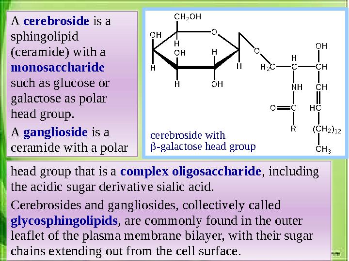 head group that is a complex oligosaccharide , including the acidic sugar derivative sialic acid. Cerebrosides and ganglioside