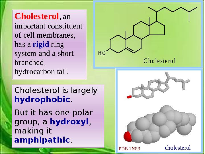 Cholesterol is largely hydrophobic . But it has one polar group, a hydroxyl , making it amphipathic .