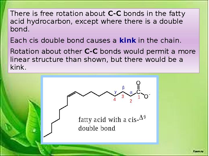 There is free rotation about C-C bonds in the fatty acid hydrocarbon, except where there is a double bond. Each cis double