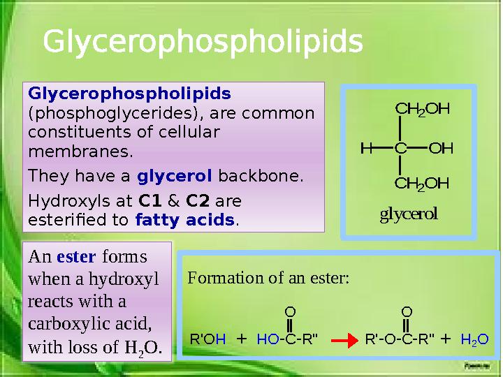 GlycerophospholipidsC O H H C H 2O H C H 2O H g ly c e ro l Glycerophospholipids (phosphoglycerides), are common constitue