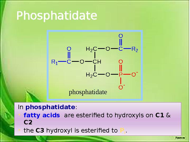 Phosphatidate In phosphatidate :  fatty acids are esterified to hydroxyls on C1 & C2  the C3 hydroxyl is esterified to
