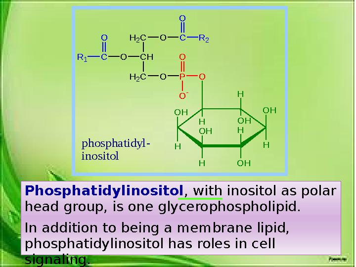 Phosphatidylinositol , with inositol as polar head group, is one glycerophospholipid. In addition to being a membrane lipid,