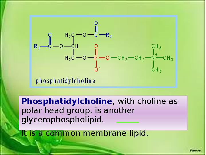 Phosphatidylcholine , with choline as polar head group, is another glycerophospholipid. It is a common membrane lipid. O P O
