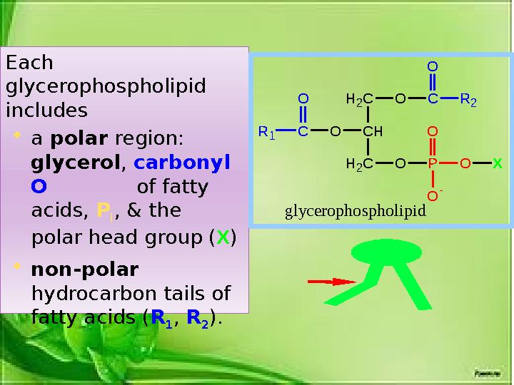 Each glycerophospholipid includes  a polar region: glycerol , carbonyl O of fatty acids, P i , & the