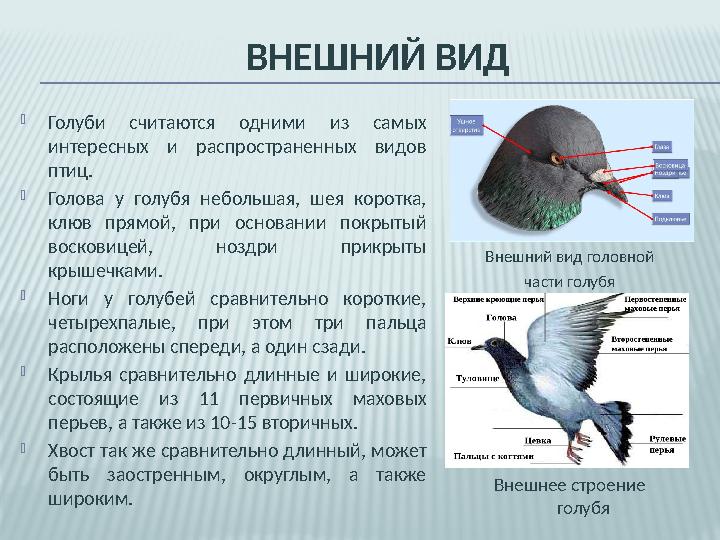 ВНЕШНИЙ ВИД  Голуби считаются одними из самых интересных и распространенных видов птиц.  Голова у голубя небольша