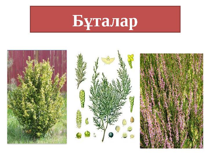 Бұталар