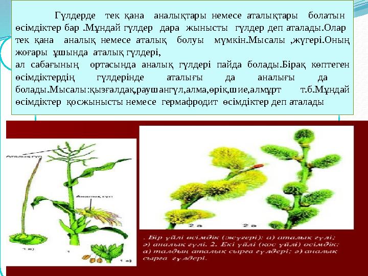 . Гүлдерде тек қана аналықтары немесе аталықтары болатын өсімдіктер бар .Мұндай гүлдер дара