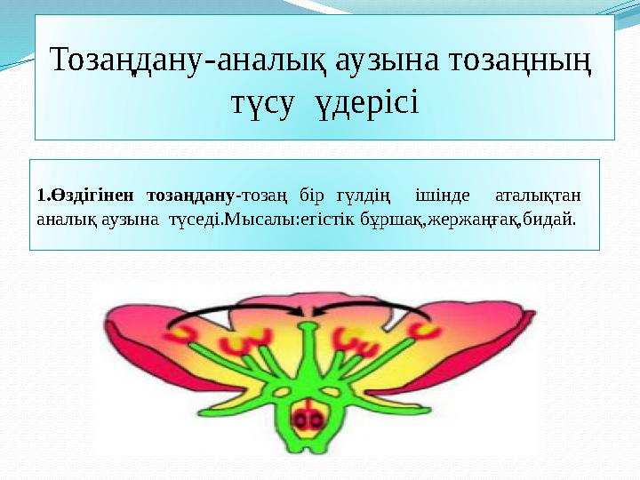 Тозаңдану-аналық аузына тозаңның түсу үдерісі 1.Өздігінен тозаңдану -тозаң бір гүлдің ішінде аталықтан аналық ауз