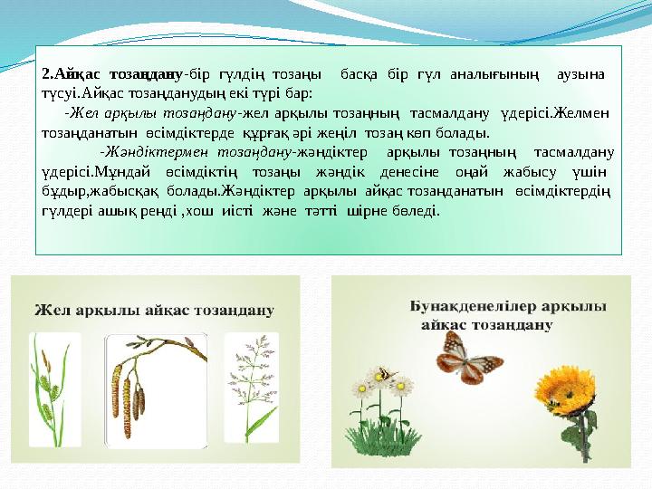 2.Айқас тозаңдану -бір гүлдің тозаңы басқа бір гүл аналығының аузына түсуі. Айқас тозаңданудың екі түрі бар: