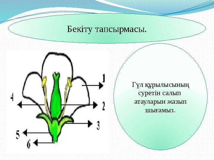 Бекіту тапсырмасы. Гүл құрылысының суретін салып атауларын жазып шығамыз.