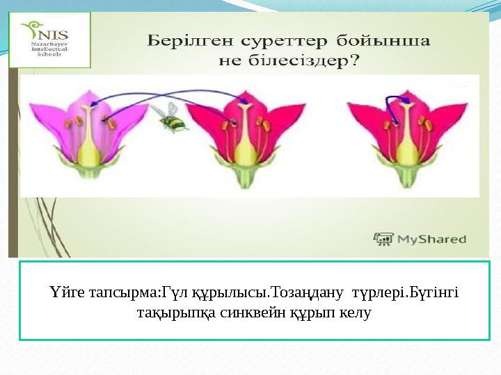 Үйге тапсырма:Гүл құрылысы.Тозаңдану түрлері.Бүгінгі тақырыпқа синквейн құрып келу