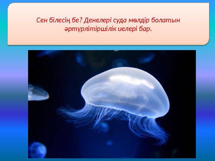 Сен білесің бе? Денелері суда мөлдір болатын әртүрлітіршілік иелері бар.