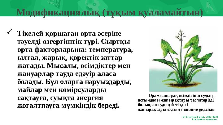 © Bilim Media Group 2011–20 20 Все права защищены. . Модификациялық (тұқым қуаламайтын)  Тікелей қоршаған орта әсеріне