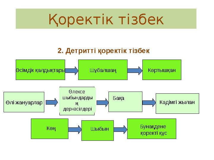 2. Детритті қоректік тізбек Өсімдік қалдықтары Шұбалшаң Көртышқан Өлі жануарлар Өлексе шыбындарды ң дернәсілдері Бақа Кәдімгі