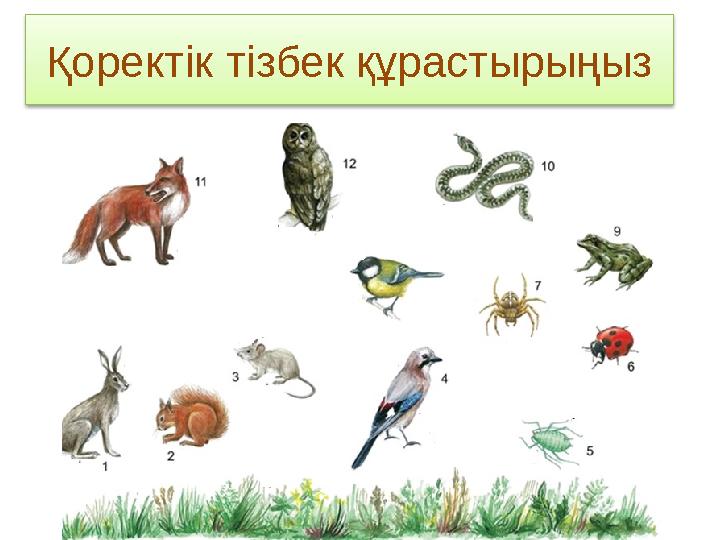 Қоректік тізбек құрастырыңыз