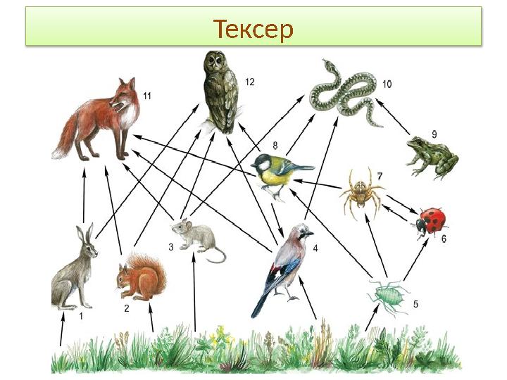 Тексер