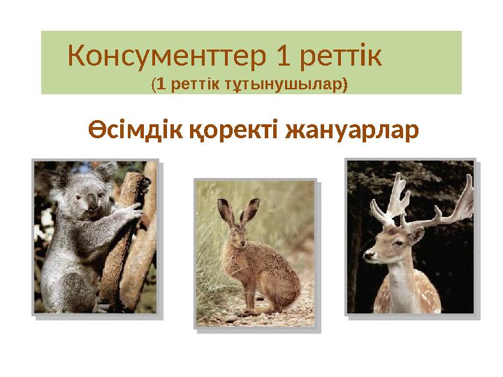 Өсімдік қоректі жануарларКонсументтер 1 реттік ( 1 реттік тұтынушылар)