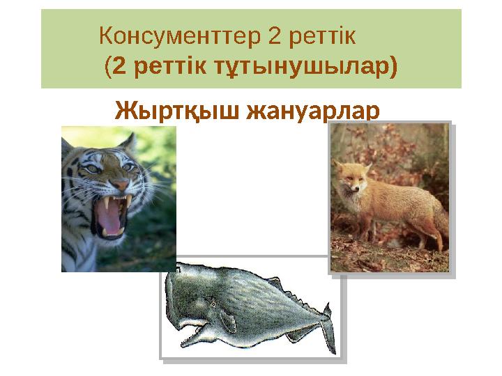 Жыртқыш жануарларКонсументтер 2 реттік ( 2 реттік тұтынушылар)