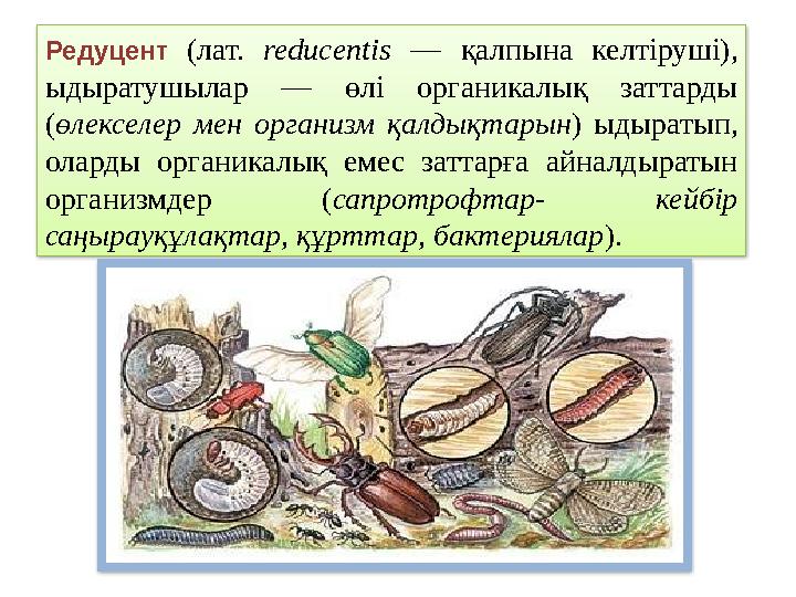 Редуцент (лат. reducent і s — қалпына келтіруші), ыдыратушылар — өлі органикалық заттарды ( өлекселер мен организ
