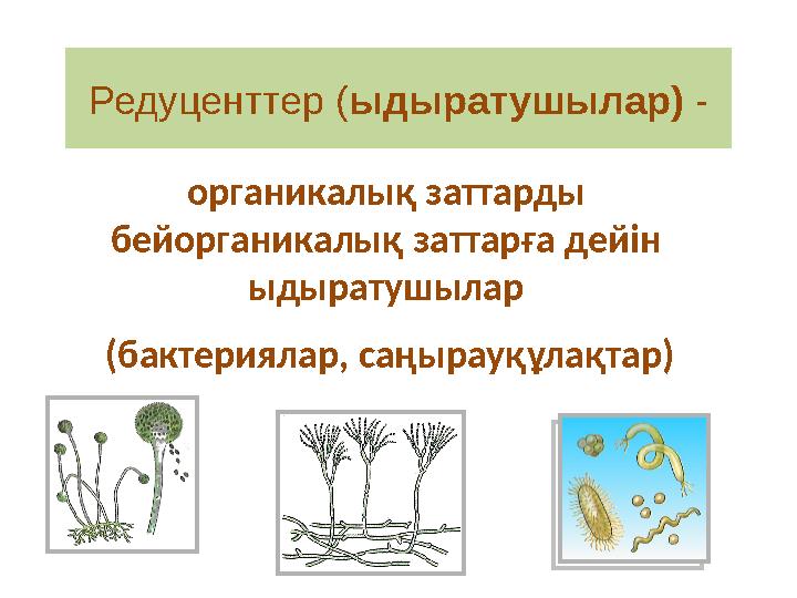 органикалық заттарды бейорганикалық заттарға дейін ыдыратушылар ( бактериялар, саңырауқұлақтар)Редуценттер ( ыдыратушылар)