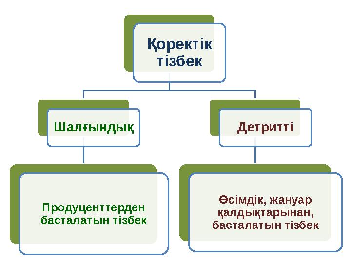 Қоректік тізбек Шалғындық Продуценттерден басталатын тізбек Детритті Өсімдік, жануар қалдықтарынан, басталатын тізбек