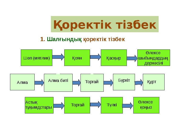 1. Шалғындық қоректік тізбек Қасқыр Алма Шөп (мятлик) Қоян Алма биті Торғай Бүркіт Өлексе шыбындардың дернәсілі Құрт Астық