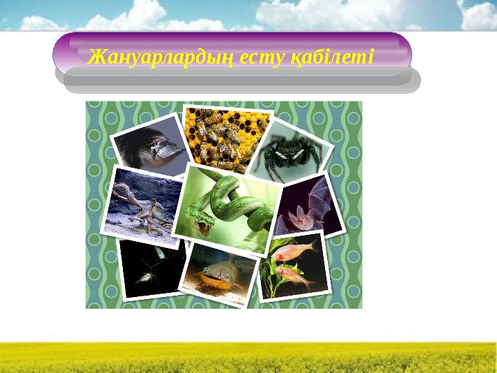 Жануарлардың есту қабілеті